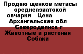 Продаю щенков метисы среднеазиатской овчарки › Цена ­ 2 000 - Архангельская обл., Северодвинск г. Животные и растения » Собаки   